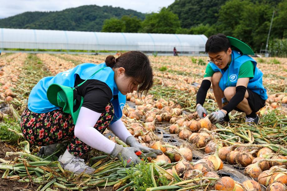 상지대, 4일간 농촌 봉사활동 진행, 농가 일손돕기부터 어르신 도움활동까지 9