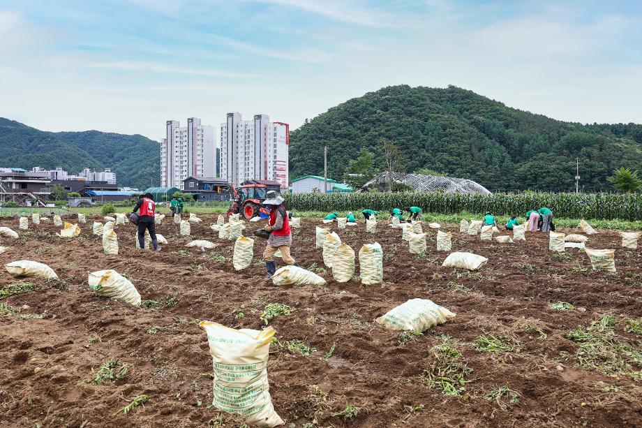 상지대, 4일간 농촌 봉사활동 진행, 농가 일손돕기부터 어르신 도움활동까지 10
